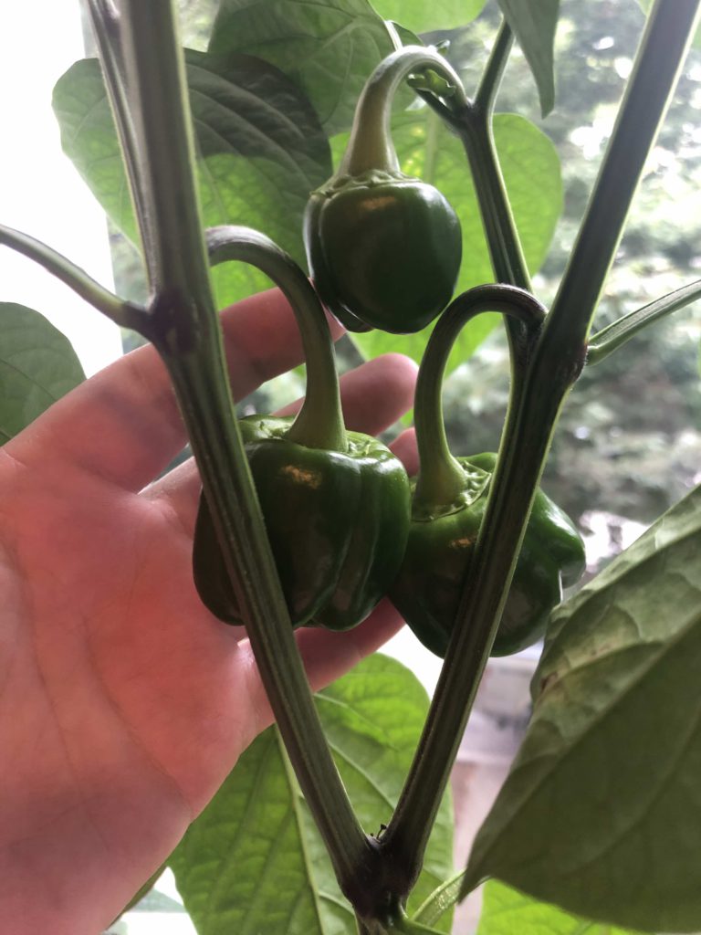 peppers